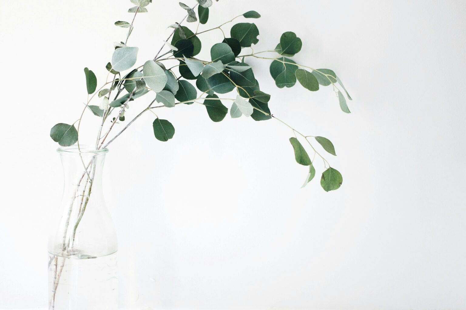 Etherische olie van eucalyptus