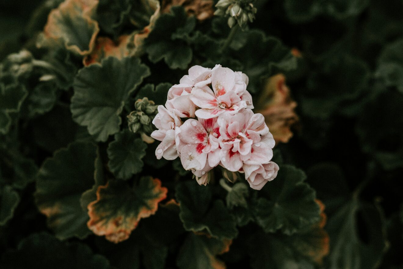 Ontdek de etherische olie van geranium, 10 toepassingen