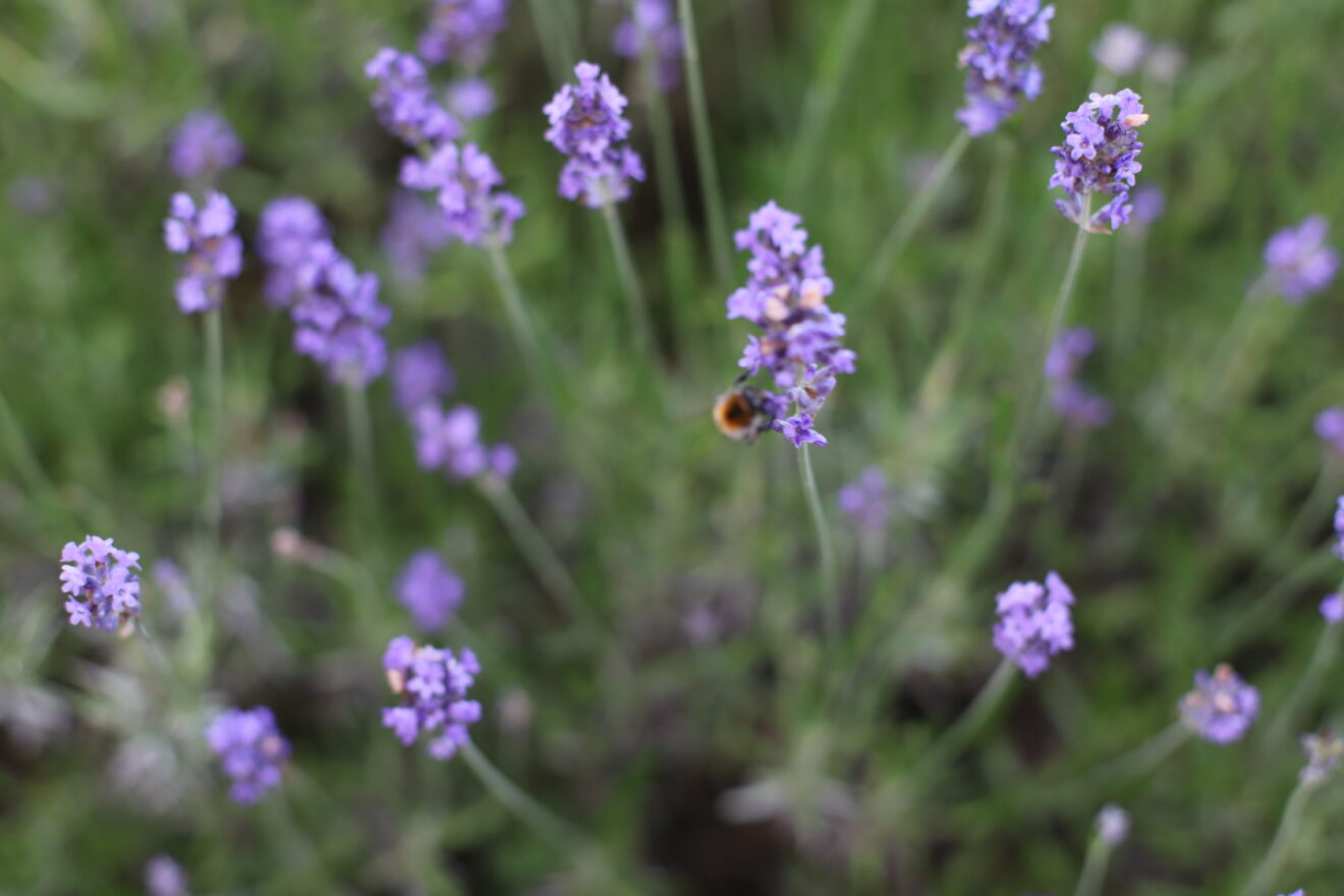 Ontdek de etherische olie van lavendel: 9 toepassingen