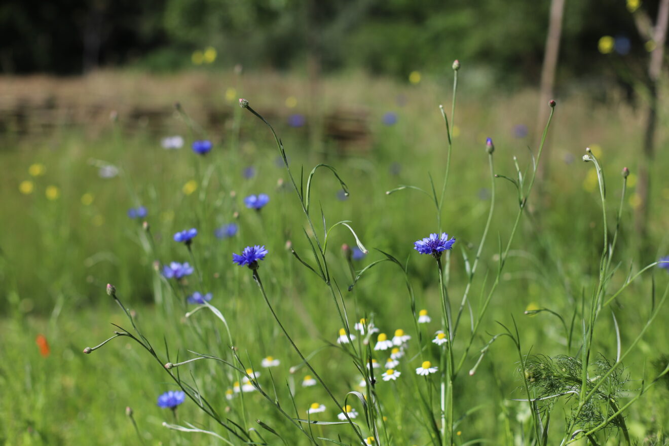 Wat is een hydrolaat? Ontdek meer over dit 'plantenwater'